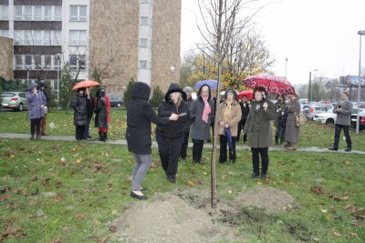 Univerzitné udalosti » Strom Zdenky Kanisovej