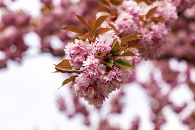 Sviatok sakúr na EUBA 2026 prepojil japonskú kultúru a univerzitnú atmosféru